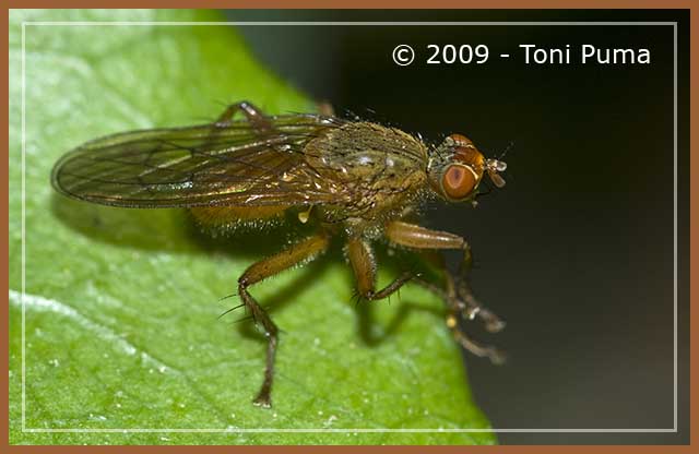 Sciomyzidae del Tellesimo 2